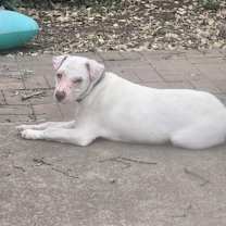 Thumbnail photo of Smarty Marty SPC #4