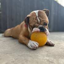 Thumbnail photo of Winston #4