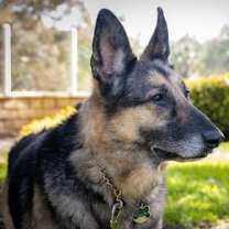 Thumbnail photo of Gunnar #2