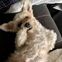 Thumbnail photo of Abby #3