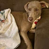 Thumbnail photo of Lucy the Dog #1