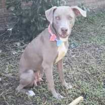 Thumbnail photo of Lucy the Dog #2