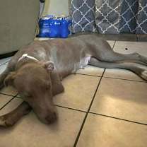 Thumbnail photo of Lucy the Dog #3