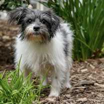 Thumbnail photo of Tessa Terrier #1