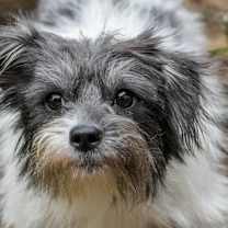 Thumbnail photo of Tessa Terrier #3