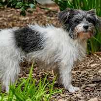 Thumbnail photo of Tessa Terrier #4