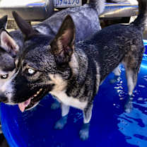 Thumbnail photo of Blair #2