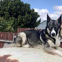 Thumbnail photo of Blair #3