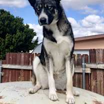 Thumbnail photo of Blair #4