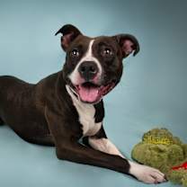 adopt-pet
