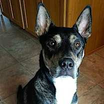 Thumbnail photo of Thor #2