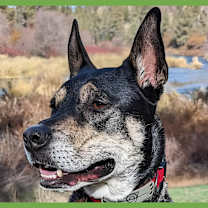 Thumbnail photo of Thor #1