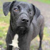 Thumbnail photo of Roo #4