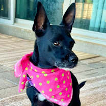 adopt-pet