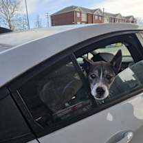 Thumbnail photo of Ramona #3