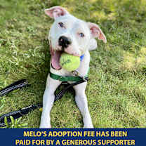 Thumbnail photo of Melo #1