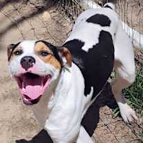 Thumbnail photo of HUEY #3