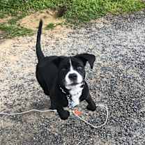 Thumbnail photo of Xena #4