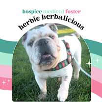 Thumbnail photo of Herbie-Not accepting applications #2