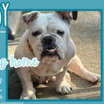 Thumbnail photo of Topsy #3