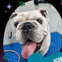 Thumbnail photo of Herbie-Not accepting applications #4