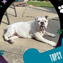 Thumbnail photo of Topsy #4
