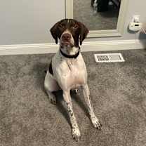 Thumbnail photo of Boogie #2