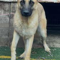 Thumbnail photo of Chile #1