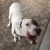 Thumbnail photo of JOHNNY #2