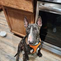 Thumbnail photo of Cedric #1