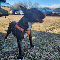 Thumbnail photo of Cedric #4