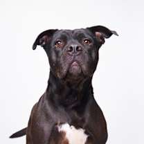 Thumbnail photo of Chloe #3