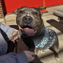 Thumbnail photo of Roxanne #3