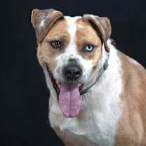 Thumbnail photo of SHUKA #1