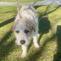 Thumbnail photo of Murphy (Ballon) #1