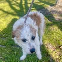 Thumbnail photo of Murphy (Ballon) #2