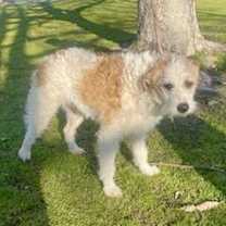 Thumbnail photo of Murphy (Ballon) #3