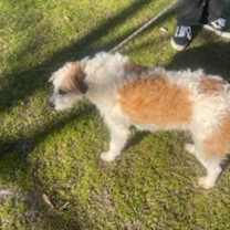 Thumbnail photo of Murphy (Ballon) #4