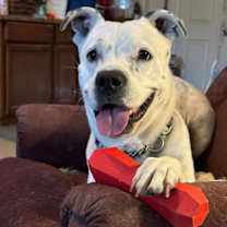 adopt-pet