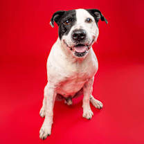 Thumbnail photo of Chico #3