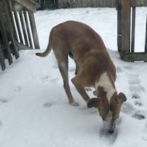 Thumbnail photo of Saban #4