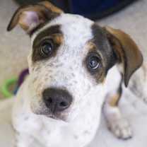 Thumbnail photo of Scooby #1