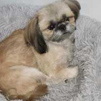 Thumbnail photo of Angel & Odie #1