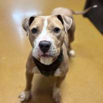 Thumbnail photo of Nova Sue #1