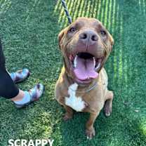 Thumbnail photo of Scrappy #1