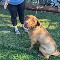 Thumbnail photo of Scrappy #2