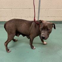 Thumbnail photo of Rose #2