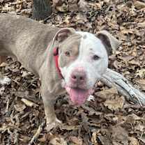 Thumbnail photo of Cashew #2