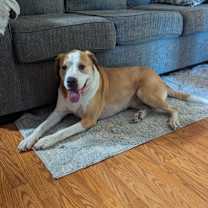 Thumbnail photo of Scout and Ginger #1