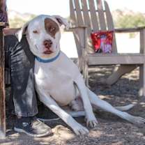 Thumbnail photo of JOHNNY #1